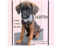 Cachorro raça SRD-ViraLata idade 2 a 6 meses nome VALENTINA