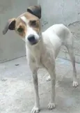 Cachorro raça SRD-ViraLata idade 2 anos nome VIVI