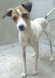 Cachorro raça SRD-ViraLata idade 2 anos nome VIVI