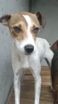 Cachorro raça SRD-ViraLata idade 2 anos nome VIVI