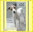 Cachorro raça SRD-ViraLata idade 2 anos nome VIVI