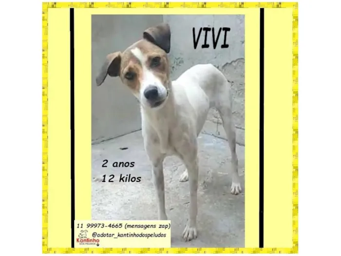 Cachorro raça SRD-ViraLata idade 2 anos nome VIVI