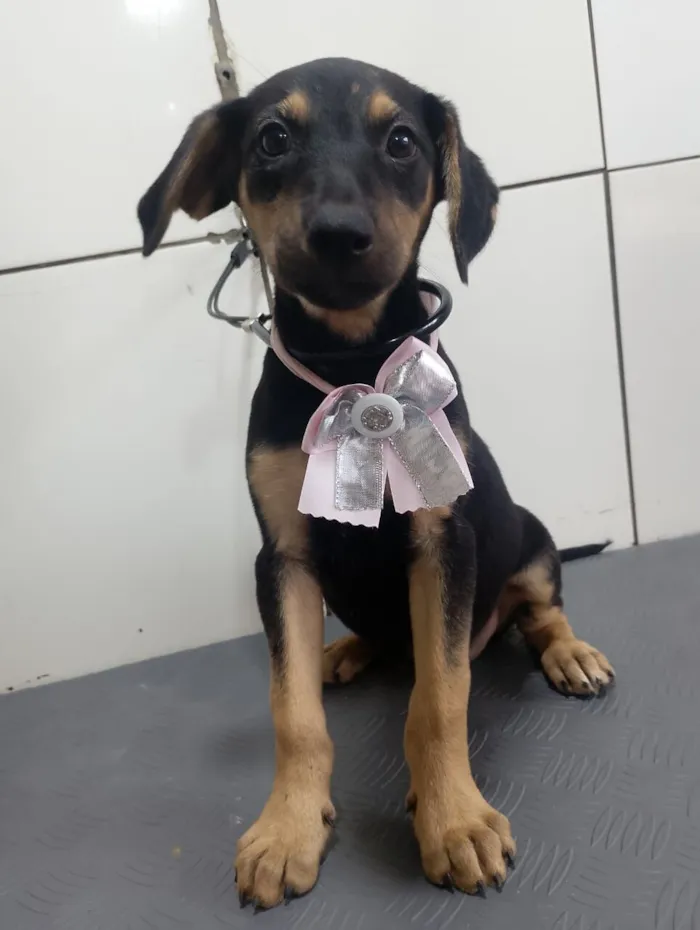 Cachorro raça SRD-ViraLata idade 2 a 6 meses nome ZOE