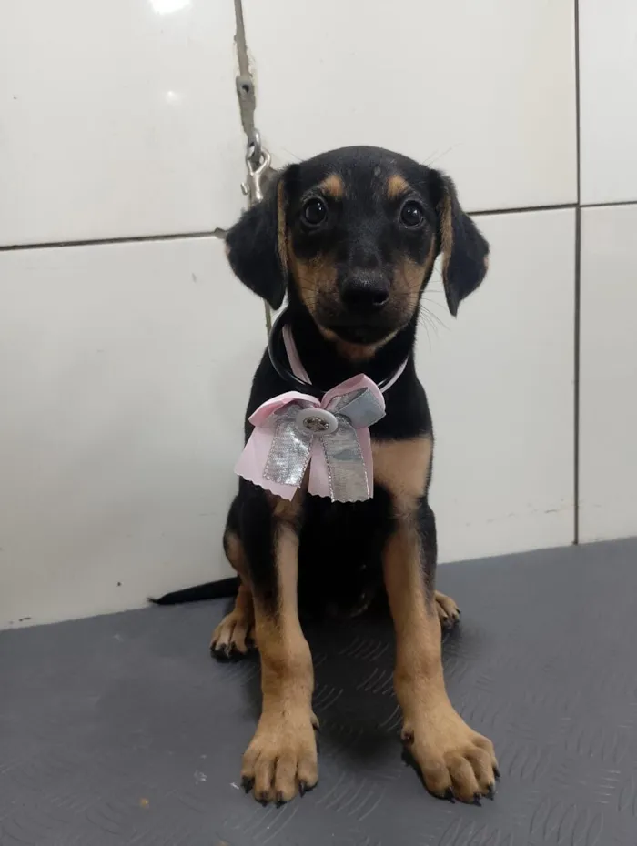 Cachorro raça SRD-ViraLata idade 2 a 6 meses nome ZOE