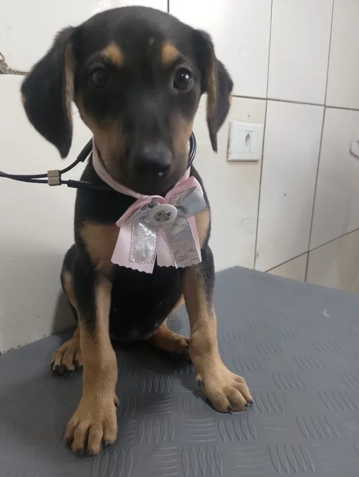 Cachorro raça SRD-ViraLata idade 2 a 6 meses nome ZOE
