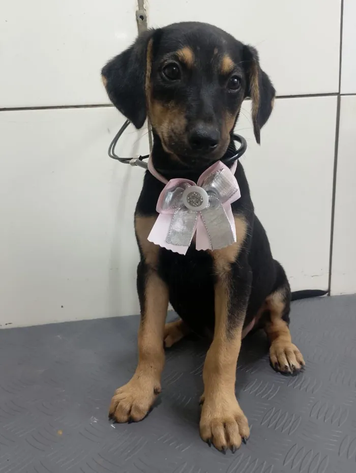 Cachorro raça SRD-ViraLata idade 2 a 6 meses nome ZOE