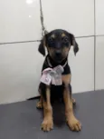 Cachorro raça SRD-ViraLata idade 2 a 6 meses nome ZOE