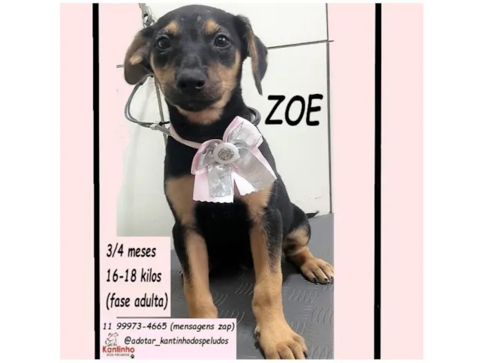Cachorro raça SRD-ViraLata idade 2 a 6 meses nome ZOE