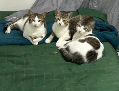 Gato raça SRD-ViraLata idade 2 anos nome Pitoco