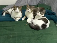 Gato raça SRD-ViraLata idade 2 anos nome Pitoco