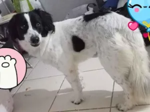 Cachorro raça SRD-ViraLata idade 2 anos nome Matuto
