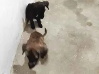 Cachorro raça SRD-ViraLata idade 2 a 6 meses nome Alexandre Magno