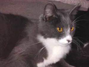 Gato raça SRD-ViraLata idade 1 ano nome Inox