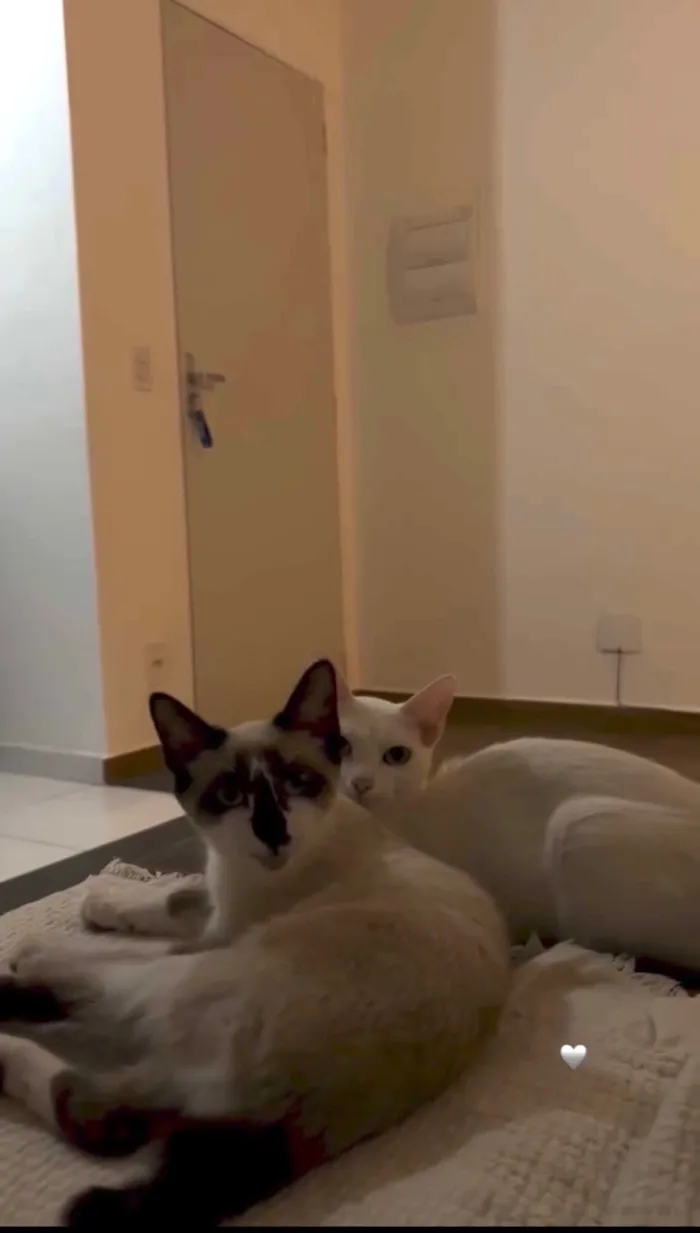 Gato raça Siamês idade 2 a 6 meses nome Jasmine e Luna 