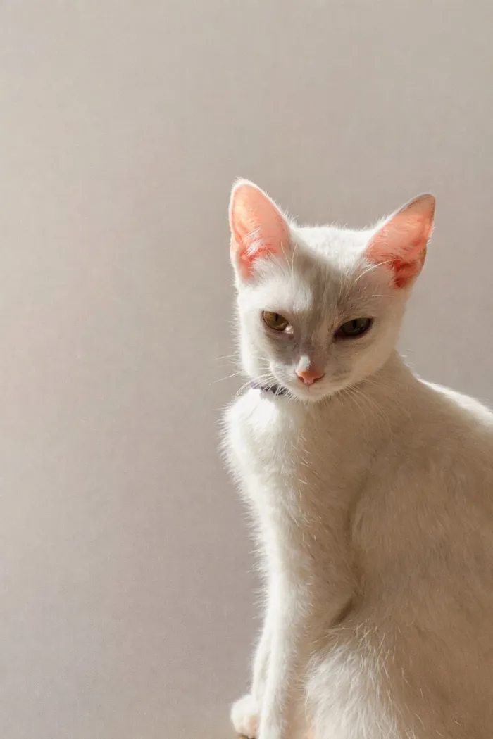 Gato raça Siamês idade 2 a 6 meses nome Jasmine e Luna 