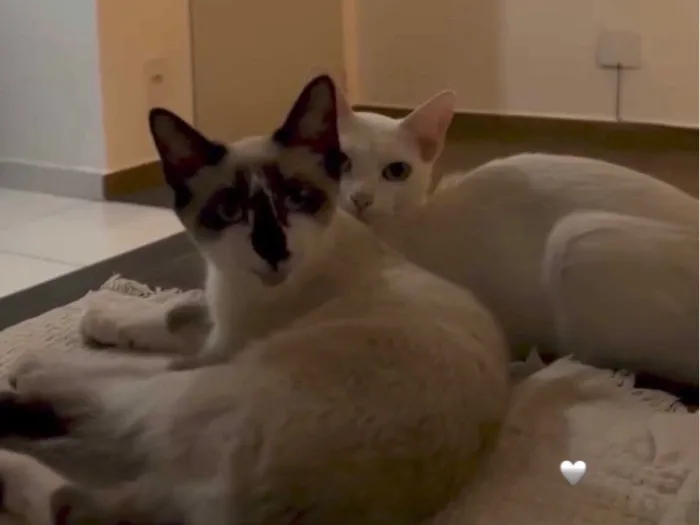Gato raça Siamês idade 2 a 6 meses nome Jasmine e Luna 