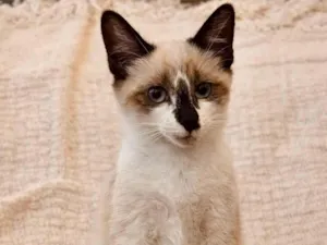 Gato raça Siamês idade 2 a 6 meses nome Jasmine e Luna 