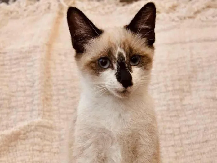 Gato raça Siamês idade 2 a 6 meses nome Jasmine e Luna 