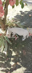 Cachorro raça SRD-ViraLata idade Abaixo de 2 meses nome Branquinho