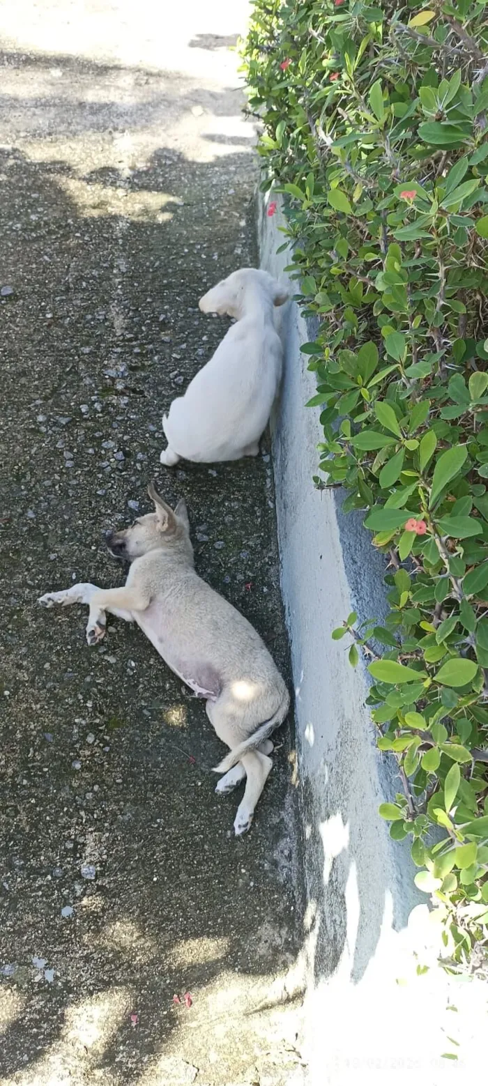 Cachorro raça SRD-ViraLata idade Abaixo de 2 meses nome Branquinho