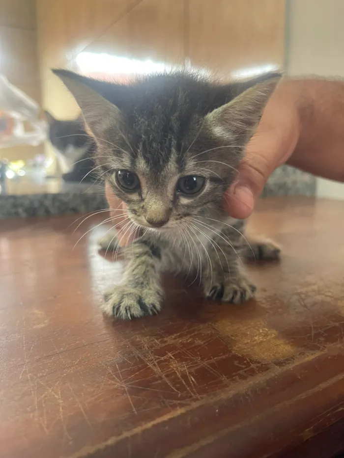 Gato raça SRD-ViraLata idade 2 a 6 meses nome Cinzinha