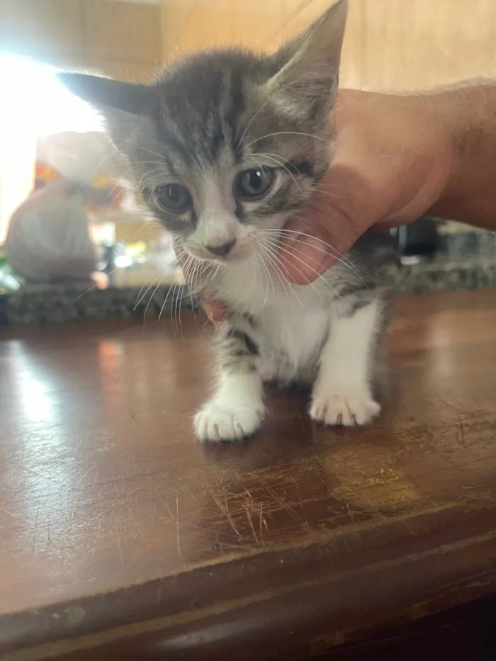 Gato raça SRD-ViraLata idade 2 a 6 meses nome Cinzinha