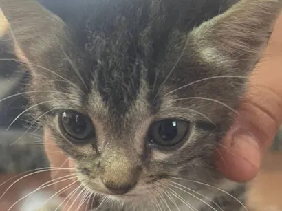 Gato raça SRD-ViraLata idade 2 a 6 meses nome Cinzinha