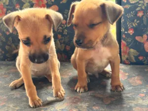 Cachorro raça SRD-ViraLata idade 2 a 6 meses nome Catita