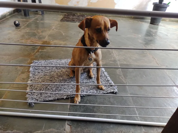 Cachorro raça SRD-ViraLata idade 7 a 11 meses nome Regina Maria Mendes silva Maria Mendes silva