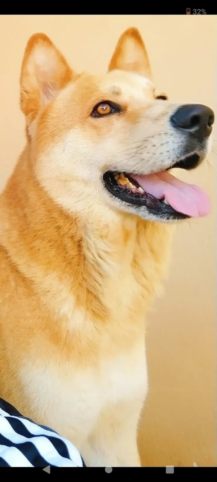 Cachorro raça SRD-ViraLata idade 6 ou mais anos nome Ted