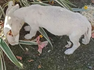 Cachorro raça SRD-ViraLata idade Abaixo de 2 meses nome Branquinho