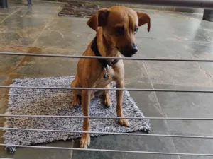 Cachorro raça SRD-ViraLata idade 7 a 11 meses nome Regina Maria Mendes silva Maria Mendes silva