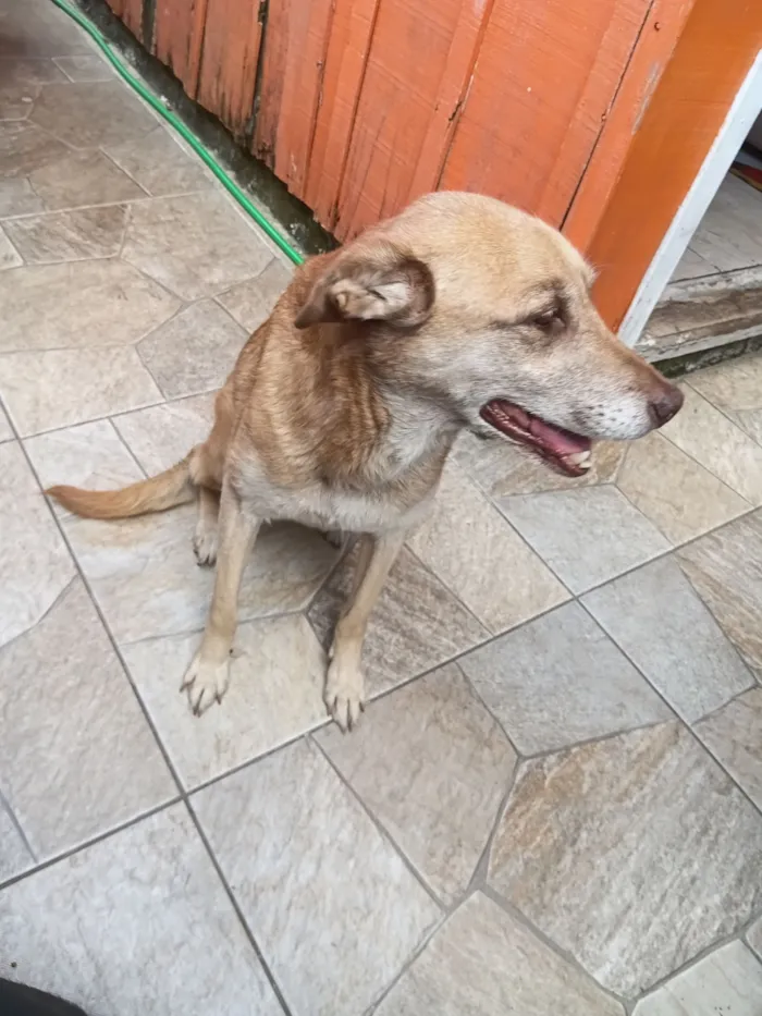 Cachorro raça SRD-ViraLata idade 6 ou mais anos nome Neguinha e pandora