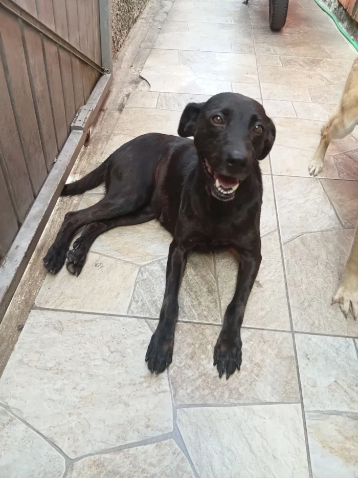 Cachorro raça SRD-ViraLata idade 6 ou mais anos nome Neguinha e pandora