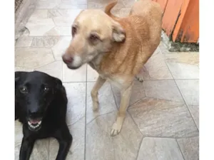 Cachorro raça SRD-ViraLata idade 6 ou mais anos nome Neguinha e pandora