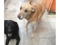 Cachorro raça SRD-ViraLata idade 6 ou mais anos nome Neguinha e pandora