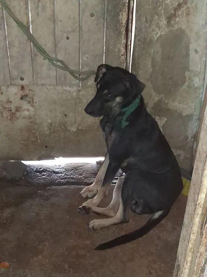 Cachorro raça SRD-ViraLata idade 1 ano nome Maranguape