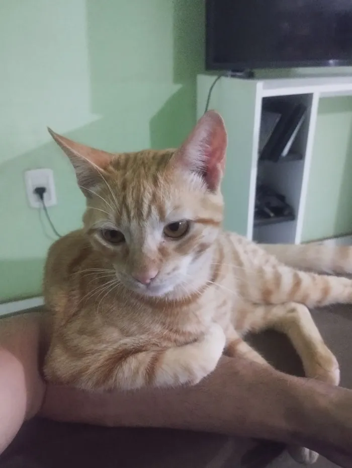 Gato raça SRD-ViraLata idade 1 ano nome Gato Laranja