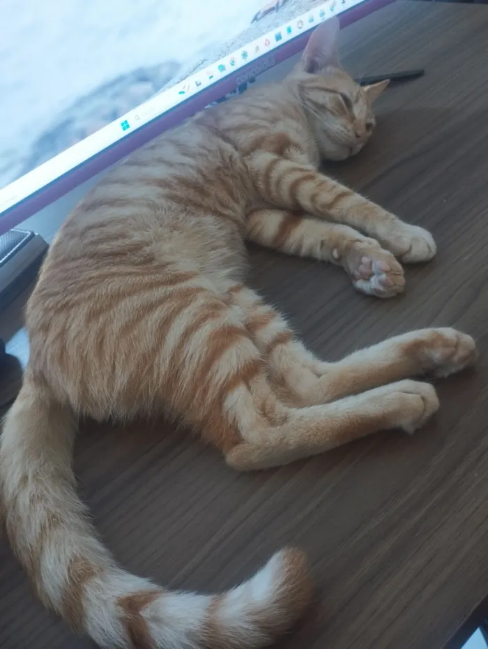 Gato raça SRD-ViraLata idade 1 ano nome Gato Laranja