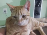 Gato raça SRD-ViraLata idade 1 ano nome Gato Laranja