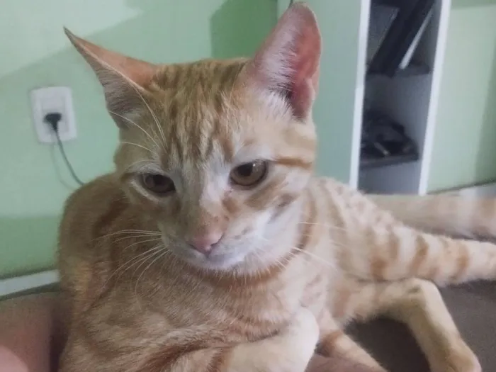 Gato raça SRD-ViraLata idade 1 ano nome Gato Laranja