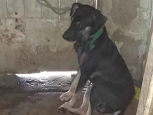 Cachorro raça SRD-ViraLata idade 1 ano nome Maranguape