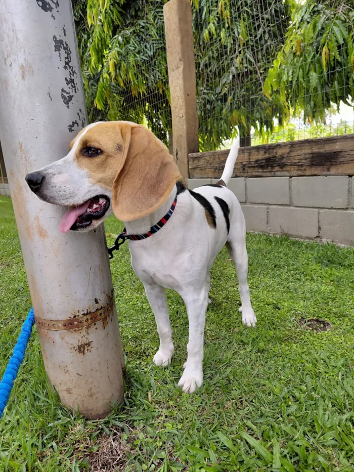 Cachorro raça Beagle  idade 1 ano nome Frodo