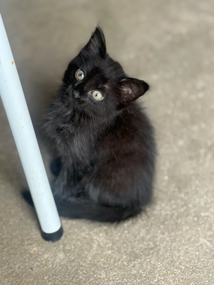 Gato raça Exótico idade 2 a 6 meses nome Mia, black e lari 