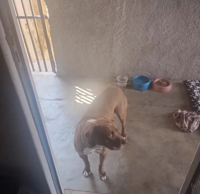 Cachorro raça Pit-Bull idade 6 ou mais anos nome Dominique