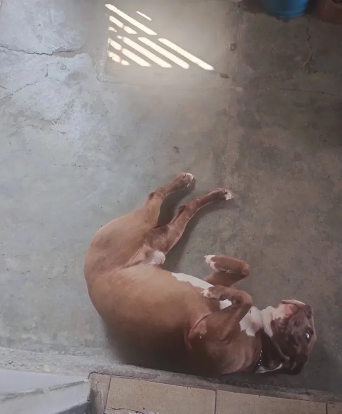 Cachorro raça Pit-Bull idade 6 ou mais anos nome Dominique