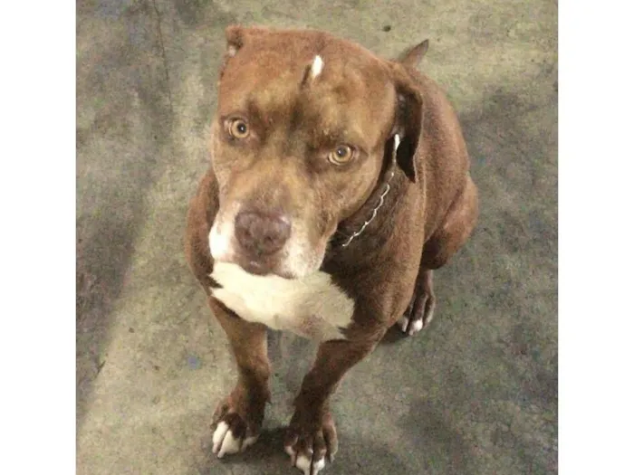 Cachorro raça Pit-Bull idade 6 ou mais anos nome Dominique