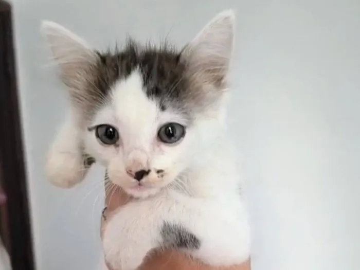 Gato raça SRD-ViraLata idade 2 a 6 meses nome Gata