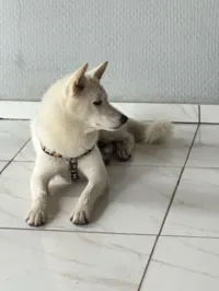 Cachorro raça Husky Siberiano idade 1 ano nome Não sei
