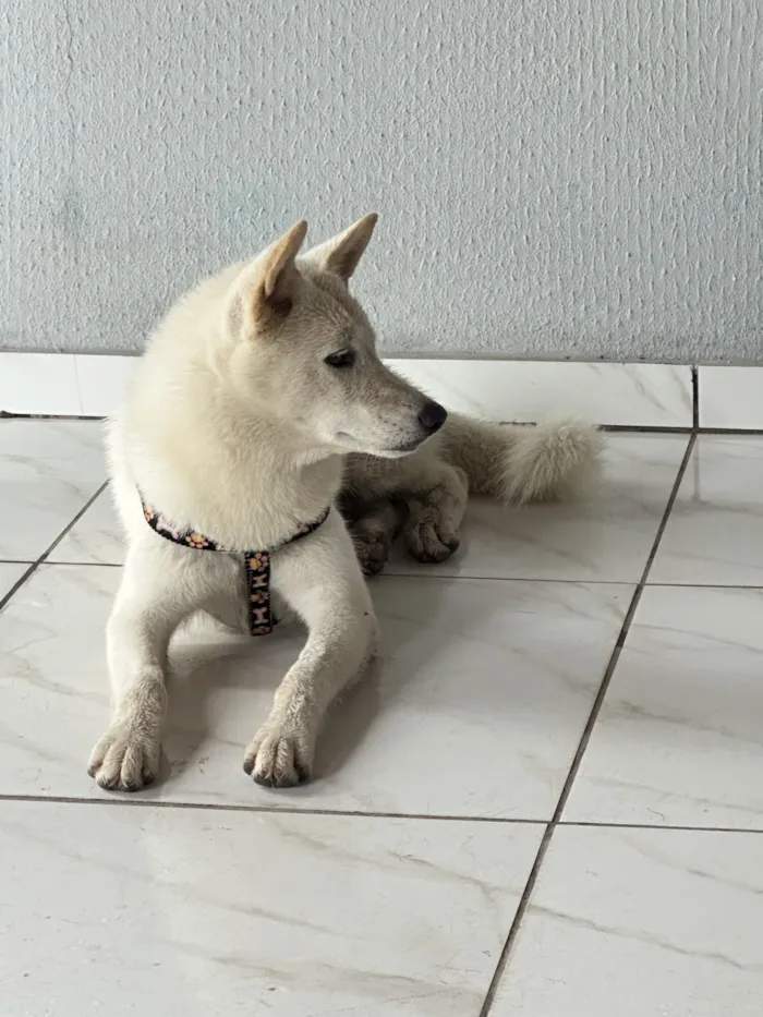 Cachorro raça Husky Siberiano idade 1 ano nome Não sei